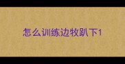 怎么训练边牧趴下