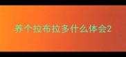 养个拉布拉多什么体会