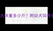 边境牧羊犬2个月大体重多少斤附幼犬饲养全攻略附成长表