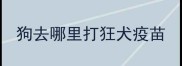 狗去哪里打狂犬疫苗