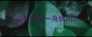 拉布拉多一身肌肉