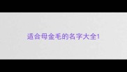 适合母金毛的名字大全