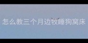 怎么教三个月边牧睡狗窝床
