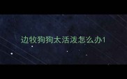 边牧狗狗太活泼怎么办