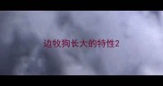 边牧狗长大的特性