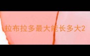 拉布拉多最大能长多大