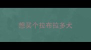 想买个拉布拉多犬