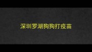深圳罗湖狗狗打疫苗