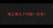 哈士奇几个月脱一次毛
