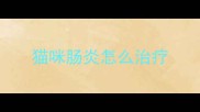 猫咪肠炎怎么治疗