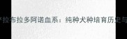 北京犬舍国产拉布拉多阿诺血系纯种犬种培育历史与健康保障全