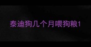 泰迪狗几个月喂狗粮