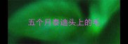 五个月泰迪头上的毛
