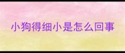 小狗得细小是怎么回事