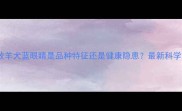 边境牧羊犬蓝眼睛是品种特征还是健康隐患最新科学解读