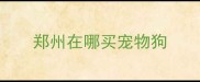 郑州在哪买宠物狗