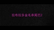 拉布拉多金毛串尾巴
