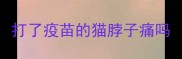 打了疫苗的猫脖子痛吗