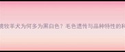 边境牧羊犬为何多为黑白色毛色遗传与品种特性的科学