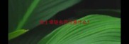 哈士奇驱虫药注意什么