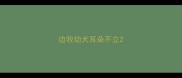 边牧幼犬耳朵不立