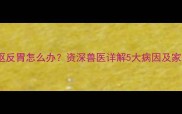 狗狗频繁干呕反胃怎么办资深兽医详解5大病因及家庭护理指南