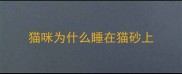 猫咪为什么睡在猫砂上