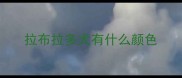 拉布拉多犬有什么颜色