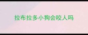 拉布拉多小狗会咬人吗