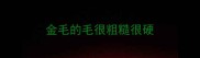 金毛的毛很粗糙很硬