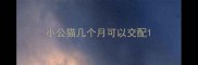 小公猫几个月可以交配