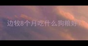 边牧8个月吃什么狗粮好