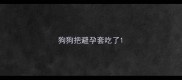 狗狗把避孕套吃了
