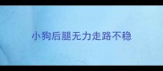 小狗后腿无力走路不稳