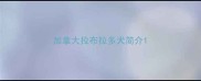 加拿大拉布拉多犬简介