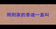 刚到家的泰迪一直叫