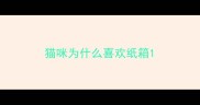 猫咪为什么喜欢纸箱