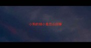 小狗的细小是怎么回事