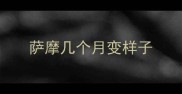 萨摩几个月变样子