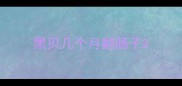 黑贝几个月翻肠子