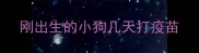 刚出生的小狗几天打疫苗