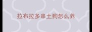 拉布拉多串土狗怎么养