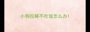 小狗拉稀不吃饭怎么办