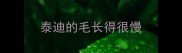 泰迪的毛长得很慢