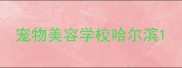 宠物美容学校哈尔滨