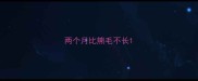 两个月比熊毛不长