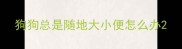 狗狗总是随地大小便怎么办