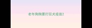 老年狗狗要打狂犬疫苗