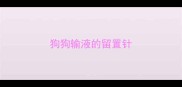 狗狗输液的留置针