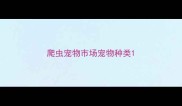 爬虫宠物市场宠物种类